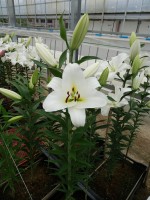 [4580 VH56 Ubinas No01.JPG]